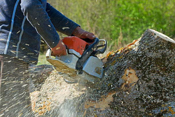 Best Tree Maintenance Programs  in Honey Grove, TX